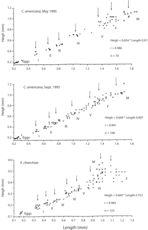 Fig. 6. Lineal regressions for the development stages and adults of C. americana and E