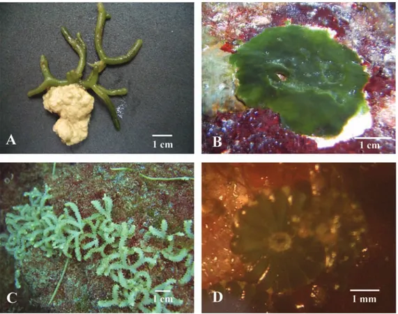 Fig. 2. Informes nuevos para la flora marina de la costa Pacífica de Costa Rica. A. Codium isabelae, B