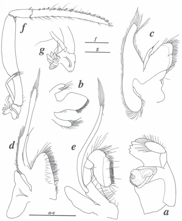 Fig. 2. Coronalpheus natator Wicksten, 1999, female from Coiba (LACM CR 2005-011.2): a