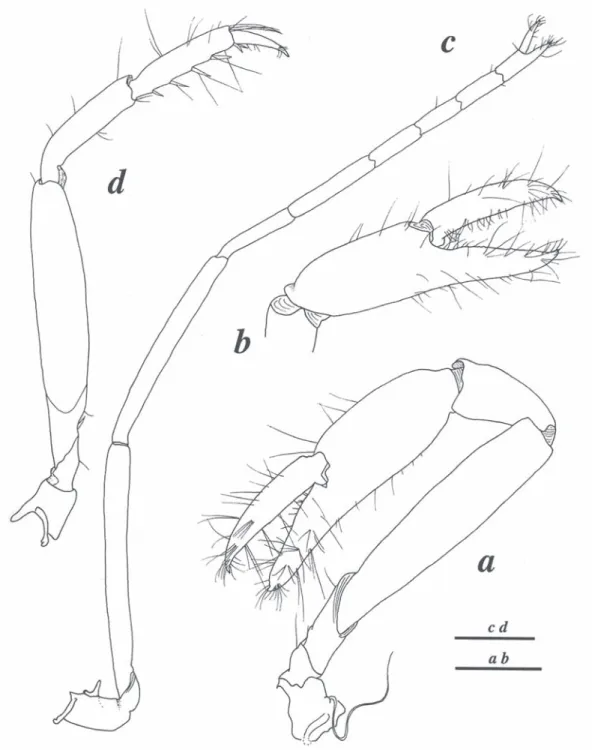 Fig. 4. Coronalpheus natator Wicksten, 1999, female from Coiba (LACM CR 2005-011.2): a