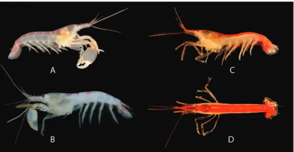 Fig. 5. Coronalpheus natator Wicksten, 1999, live colour pattern of Coiba specimens (all females): a