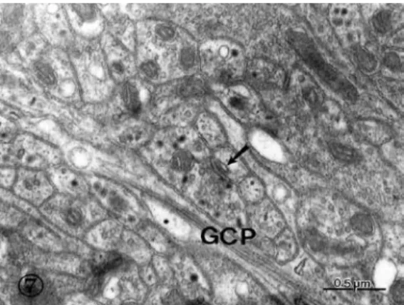 Fig. 7. in this micrograph of the neuropile region, an axon  terminal is shown forming an asymmetric synapse, where  a  slightly  dilated  subsynaptic  cistern  (arrow)  is  observed  within the postsynaptic element