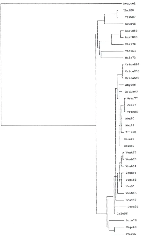 Fig.  3.  Strict  consensus  tree  phylogeny  estimated  for  DEN-1  after  the  parsimonious  heuristic  search  using  the  E  gene  (#trees= 29).