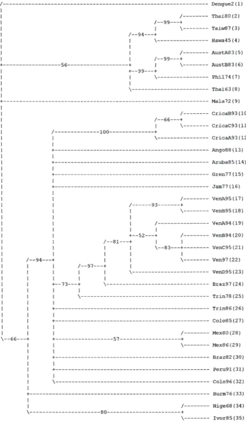 Fig. 4. Bootstrap tree phylogenetic reconstruction (TBR method) of the DEN-1.