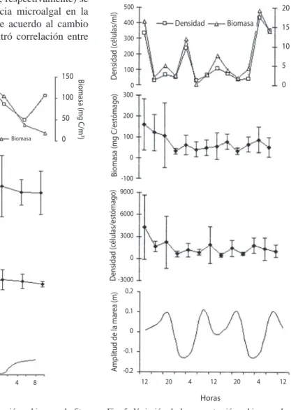 Fig.  4.  Variación  de  la  concentración  y  biomasa  de  fito- fito-plancton  en  el  agua  y  en  los  estómagos  de  Ecteinascidia  turbinata y su relación con la amplitud de la marea, durante  un ciclo de 24 h, en Santa Fe.