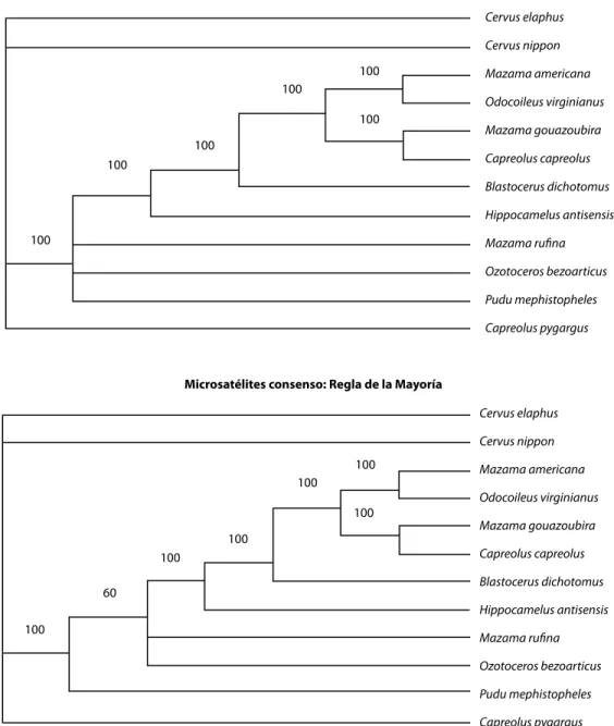 Fig. 2. Phylogenetic analysis using 16 microsatellite loci in several deer species, employing maximum parsimony methods