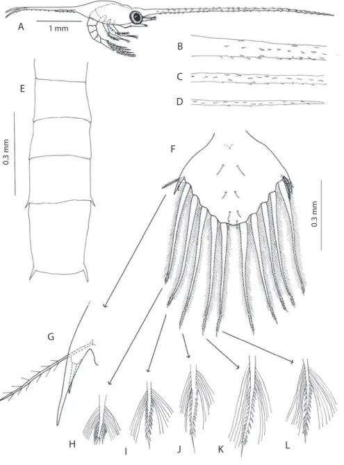 Fig. 1. Petrolisthes haigae. Primera zoea: vista lateral de un ejemplar (A); porciones proximal (B), mesial (C) y distal (D) del  rostro; vista dorsal del abdomen (E) y del telson (F); detalle de la espina lateral del telson (G) y ápice de las setas mayore