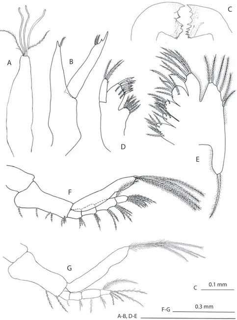 Fig. 2. Petrolisthes haigae. Primera zoea: anténula (A), antena (B), mandíbulas (C), maxílula (D), maxila (E), maxilípedo  1 (F) y maxilípedo 2 (G).