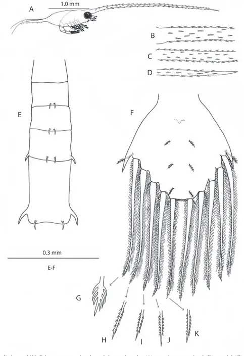 Fig. 3. Petrolisthes nobilii. Primera zoea : vista lateral de un ejemplar (A); porciones proximal (B), mesial (C) y distal (D)  del rostro; vista dorsal del abdomen (E) y del telson (F); detalle del ápice de las setas mayores del telson (G-K).