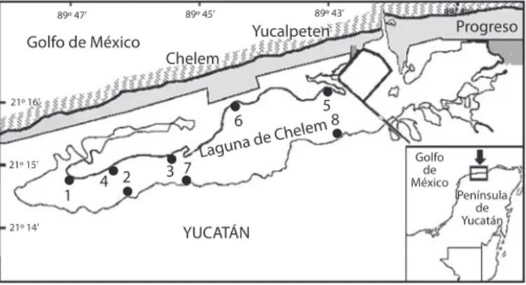 Fig.  1.  Área  de  muestreo  y  estaciones  de  colecta  de  Opsanus  phobetron  en  la  Laguna de Chelem Yucatán, México.
