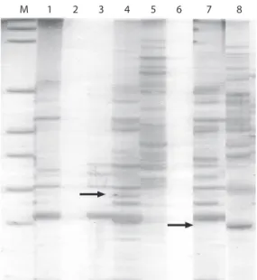 Fig.  1.  Fragmentos  de  ADN  obtenidos  con  el  inicia- inicia-dor  OPB–18.  1.  Estación  Piscícola  en  San  Carlos,  2