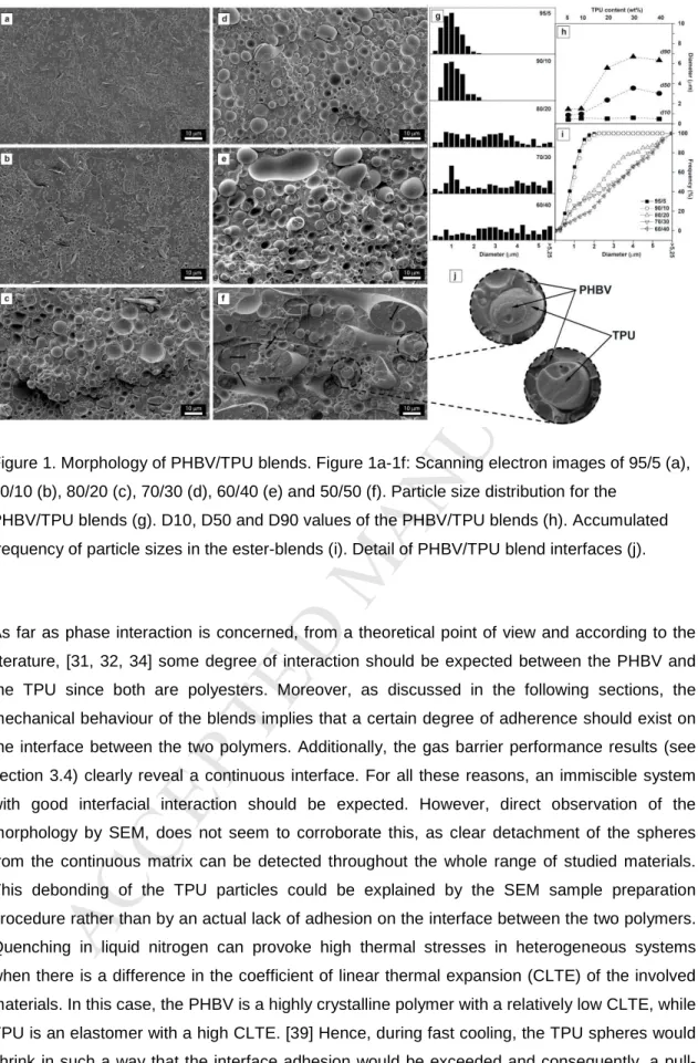 Figure 1. Morphology of PHBV/TPU blends. Figure 1a-1f: Scanning electron images of 95/5 (a),  90/10 (b), 80/20 (c), 70/30 (d), 60/40 (e) and 50/50 (f)