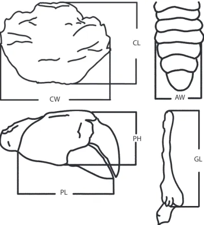 Fig. 1. Hexapanopeus schmitti. Schematic drawings of the body parts measured: CW= carapace width; CL= carapace length; 