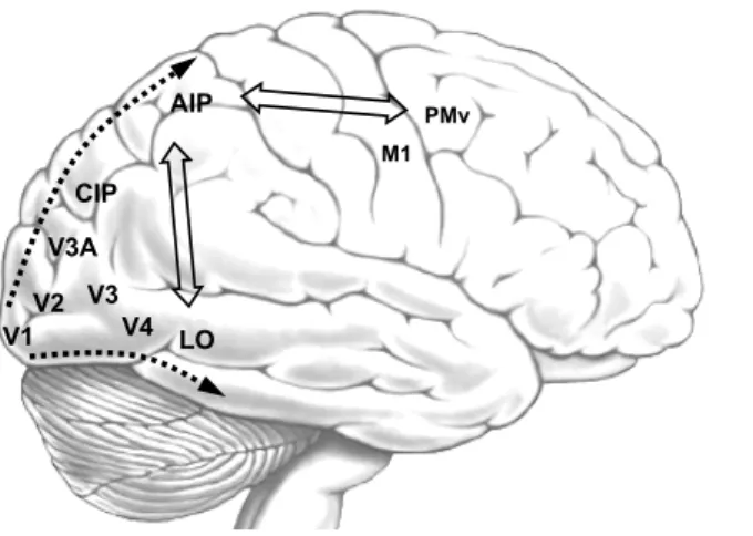 Fig. 1 Brain areas involved in vision-based grasping actions.