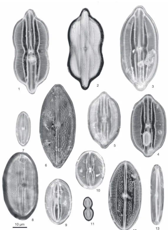 Fig. 3. 1) Lyrella exsul (A. Schmidt) Mann, 2) Lyrella exsul (A. Schmidt) Mann, 3) Lyrella clavata (Greg.) D.G