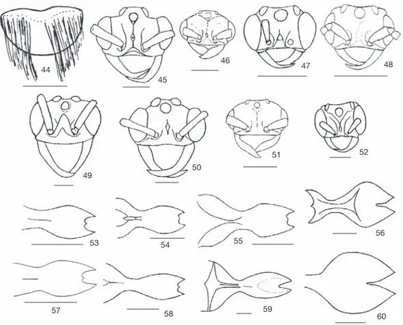 Fig. 44. Ultimo terguito gastral de No. esenbecki mordax; figuras 45-52: Cabezas de los machos de (45) No