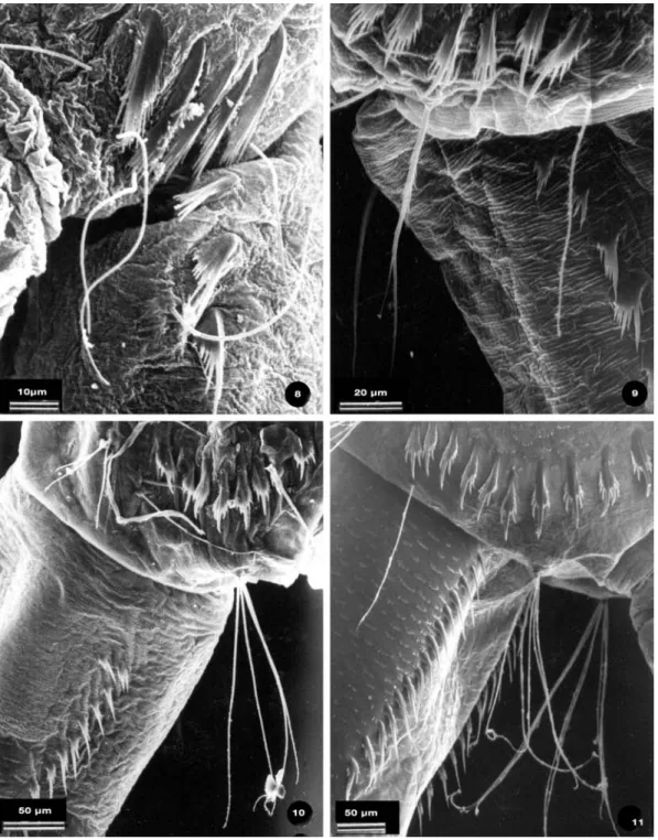 Fig. 8-11. Comb and pecten from the 1 st  to 4 th  instars. The 1 st  instar shows only 5 comb scales (Fig
