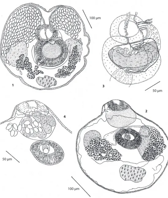 Fig. 1-2. Topsiturvitrema verticalia de Carollia perspicillata. Fig. 1. Paratipo, vista ventral