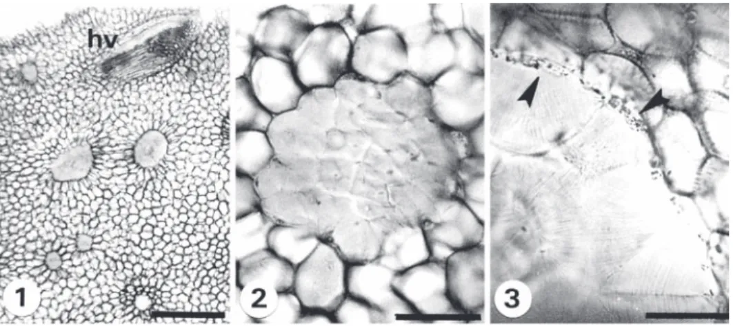 Fig. 1-3. Cortes transversales de rizoma. 1. Dryopteris rosea (V. Hernández et al. 338) tejido fundamental con meristelas y  nidos