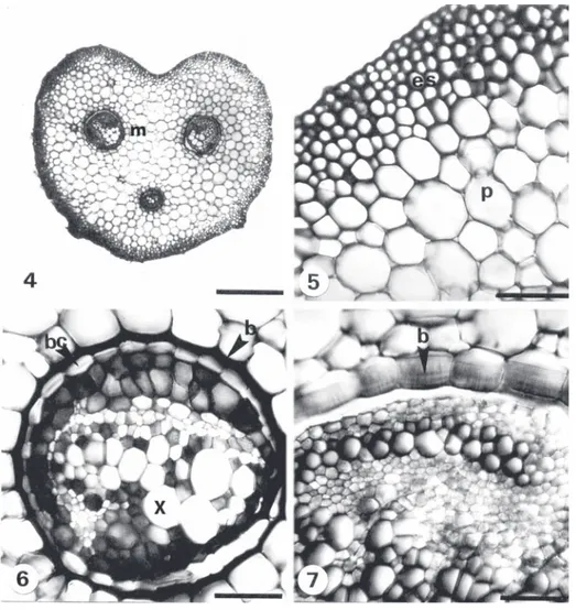Fig.  4-7.  Cortes  transversales  de  pecíolo.  4-5.  D.  cinnamomea  (V.  Hernández  et  al