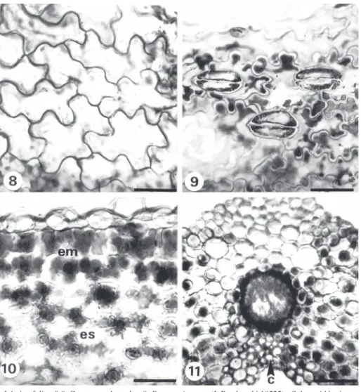 Fig. 8-11. Lámina foliar. 8-9. Cortes paradermales. 8. Dryopteris rosea (J. Rzedowski 18525) células epidérmicas con pare- pare-des onduladas