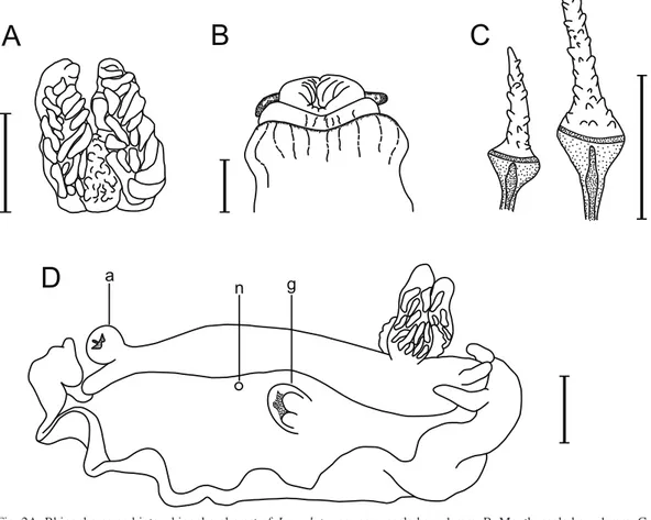 Fig. 2A. Rhinophores and inter-rhinophoral crest of J. anulatus sp. nov., scale bar= 1 mm