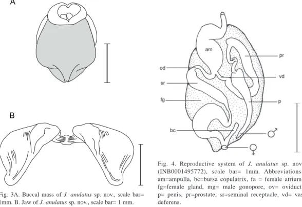 Fig.  4.  Reproductive  system  of  J.  anulatus  sp.  nov. 