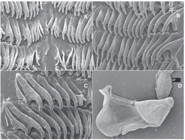 Fig. 5. Scanning electron micrographs of J. anulatus sp. nov. (INB0001495772). A. Innermost radular teeth, scale bar= 10 µm