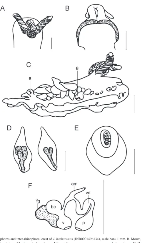 Fig 6. Rhinophores and inter-rhinophoral crest of J. barbarensis (INB0001496134), scale bar= 1 mm