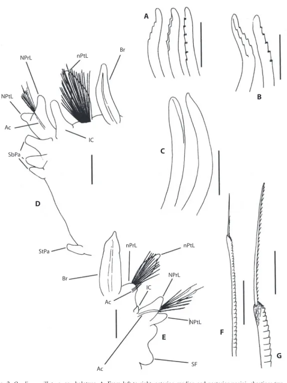 Fig.  2.  O.  oligopapillata  n.  sp.,  holotype. A.  From  left  to  right,  anterior,  median  and  posterior  uncini,  chaetiger  two