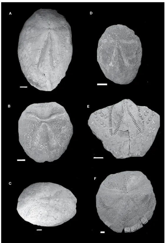 Fig. 4. A. Plagiobrissus costarricensis; B. Plagiobrissus malavassi; C. Lajanaster rojasi ; D