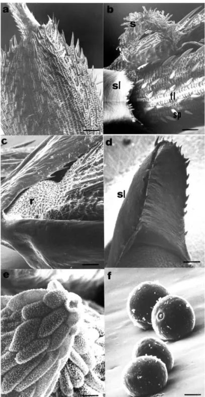 Fig. 3. Spikelet of Oryza glumaepatula. a. Lemma, palea and awn base, showing abundant lignified spines (Bar= 280μm)