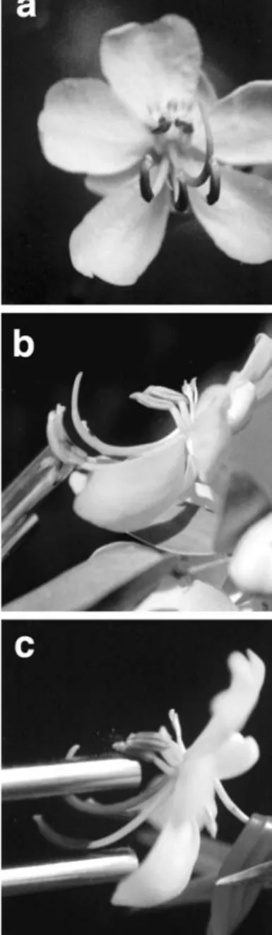 Fig.  4.  Germinability  of  pollen  grains  in  0.6  M  sucrose  solution. a, medium stamens pollen grains, not germinated; 