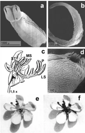 Fig.  1.  Flower  morphology.  a,  Medium  stamen  anther´s  detail (SEM); b, general view of the pistil (SEM); c,  mor-phology of the flower showing long stamens (LS), medium  stamens (MS), staminodes (ST) and pistil (P); d, terminal  stigma detail (SEM);