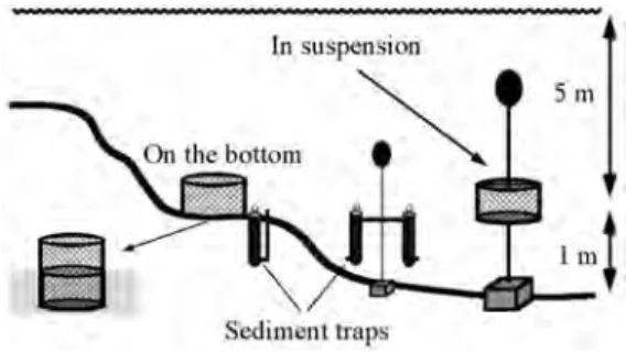 Fig. 1. How cages with scallops and sediment traps where  deployed on the bottom and in the water column.