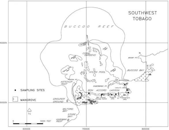 Fig. 2. Mangrove distribution in Bon Accord Lagoon and selected sampling sites. 