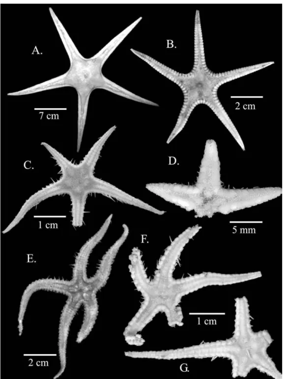 Fig. 6. A. Goniopecten demonstrans. B. Prionaster elegans. C. Cheiraster (Cheiraster) planus