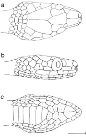 Fig. 1. Head of Dipsas pakaraima holotype: top, dorsal view; centre, lateral view; bottom, ventral view