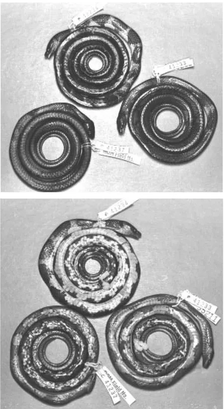 Fig. 3. Colour pattern variation in Dipsas pakaraima. Dorsal view (above) and ventral view (below)