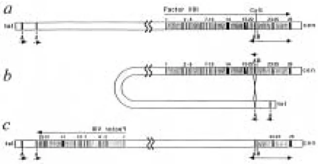 Fig. 1. Representation of the intron 22 inversion.