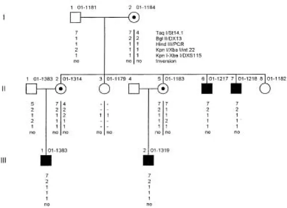 Fig. 3. Pedigree  of family CR HA-2.