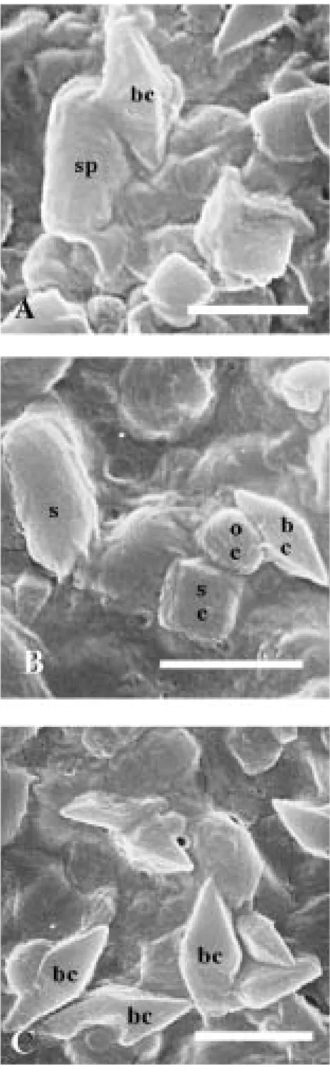 Fig. 2.  Scanning electron micrographs of the diverse crys- crys-tal morphologies of a selection of Bacillus thuringiensis strains of the Costa Rica