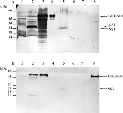 Fig. 2. Western blot analysis of crude (A) and adsorbed (B) polyclonal antibodies raised against GST-NS3 fusioN-protein.