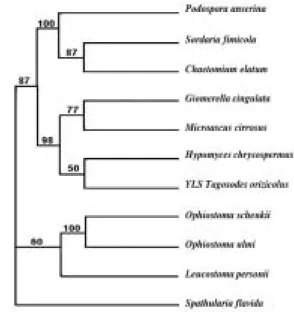 Fig. 1. Phylogenetic relationships of Tagosodes orizicolus yeast-like symbiotes and eleven species of yeast and fungi of the phylum Ascomycota, based on the NS1-6 (1438 nt) 18S rDNA nucleotide partial sequences