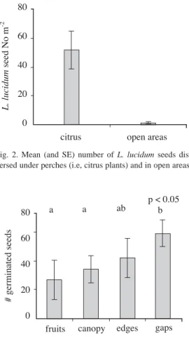 Fig. 2. Mean (and SE) number of L. lucidum seeds dis- dis-persed under perches (i.e, citrus plants) and in open areas