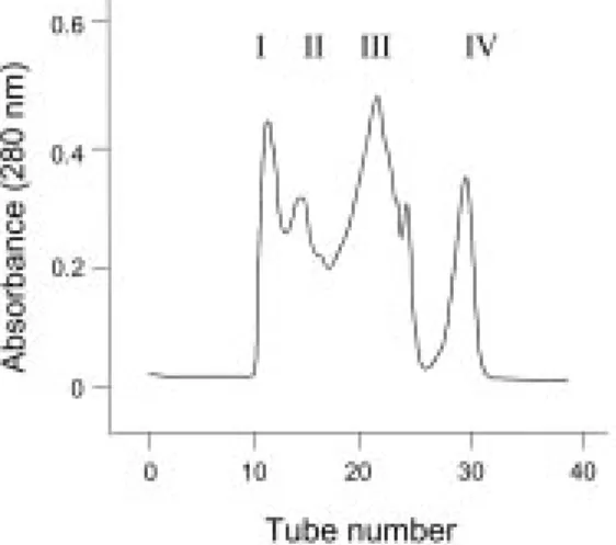 Fig. 2. Anion-exchange chromatography of peak III on Mono-Q-FPLC. Peak III from the gel filtration step (Figure 1) was applied to a Mono-Q-FPLC column,  equil-ibrated with 0.05 M ammonium acetate, pH 7.5, and  elut-ed with a linear gradient (dottelut-ed li