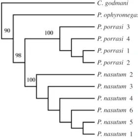 Fig. 3.  Phylogenetic position P.  porrasi  under maximun parsimony of cyt b sequences