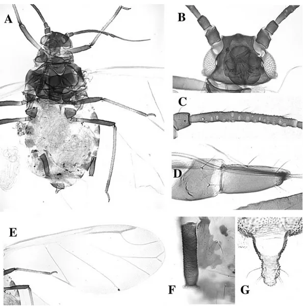 Fig. 62. Rhopalosiphum rufiabdominale alate. A body, B head, C antennal segment III, D rostral segments IV and V, E forewing, F siphunculus, G cauda.