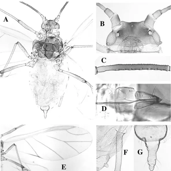 Fig. 63. Schizaphis graminum alate. A body, B head, C antennal segment III, D rostral segments IV and V, E wings, F siphunculus, G cauda.