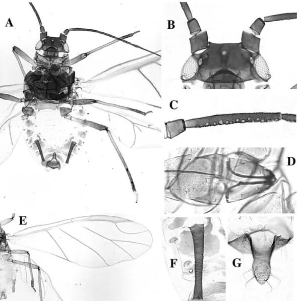 Fig. 64. Schizaphis rotundiventris alate. A body, B head, C antennal segment III, D rostral segments IV and V, E wings, F siphunculus, G cauda.